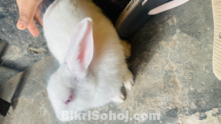 মেয়ে খরগোশ